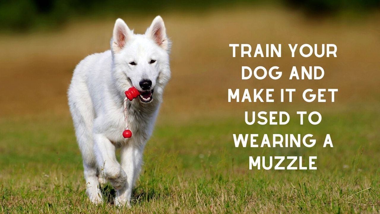  Dog Muzzle will prevent injuries to happen