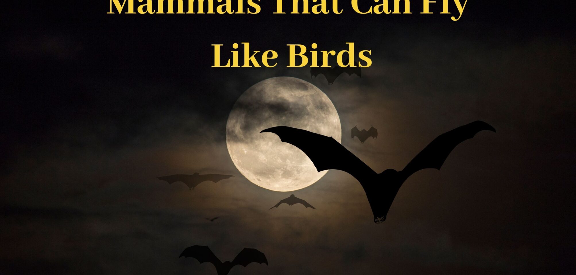 Mammals that can Fly like Birds - 8 Billion Voices