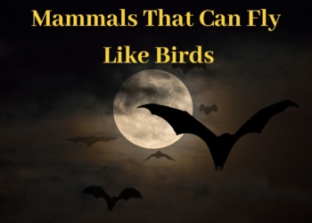 Mammals that can Fly like Birds