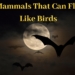 Mammals that can Fly like Birds
