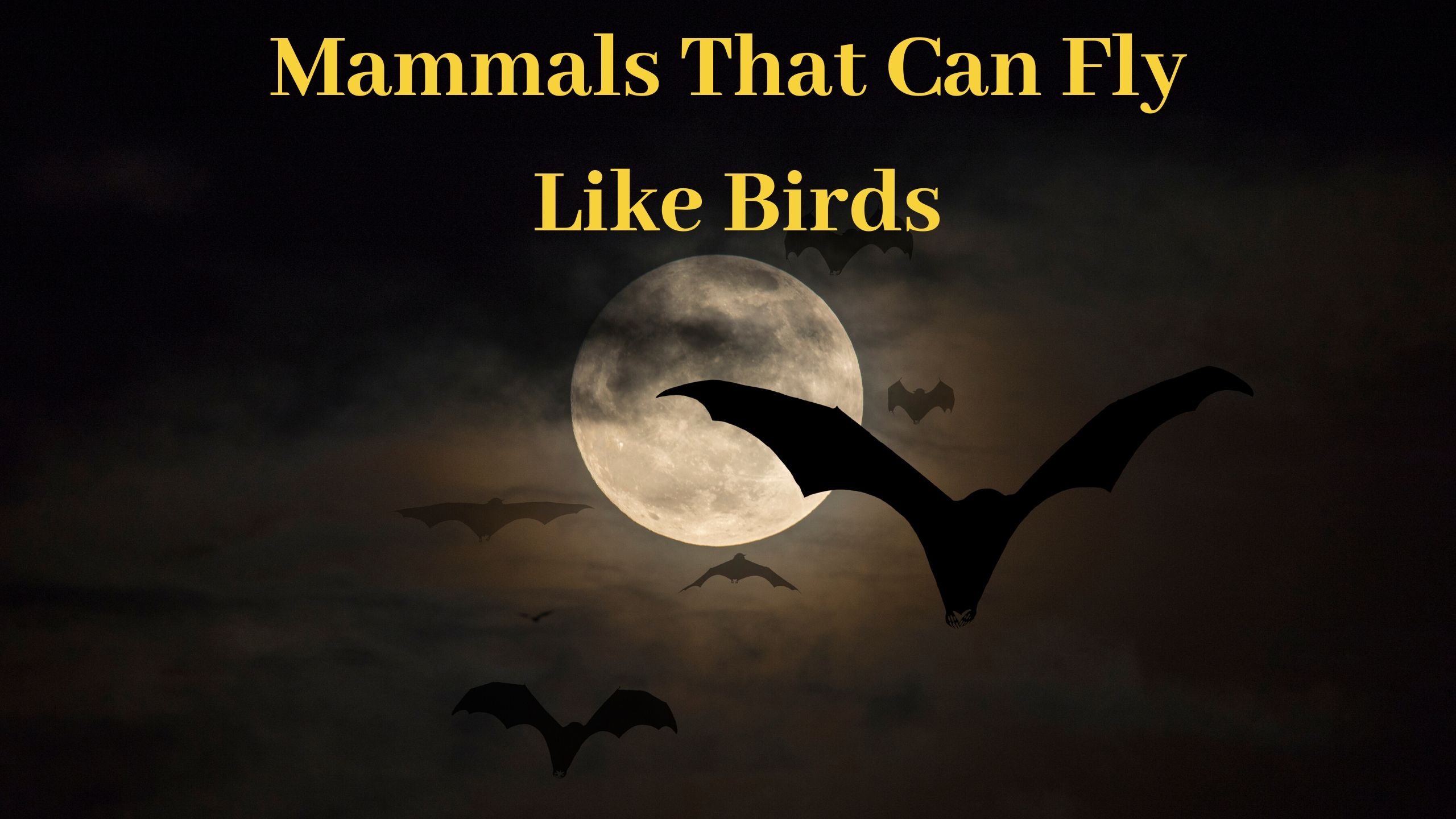 mammals that fly