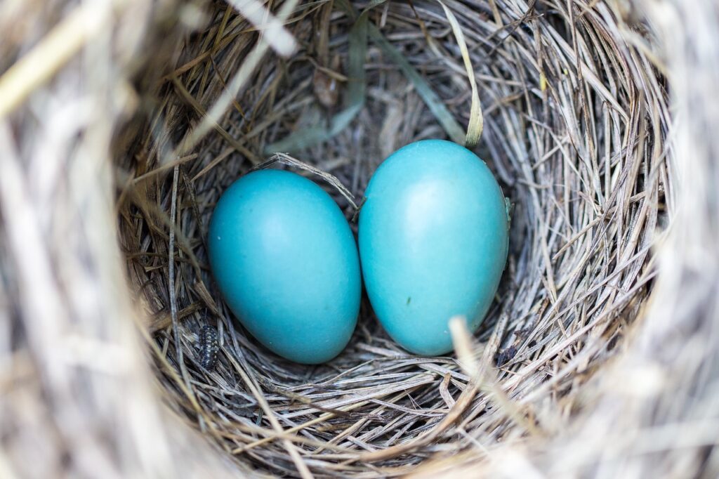 birds nesting materials