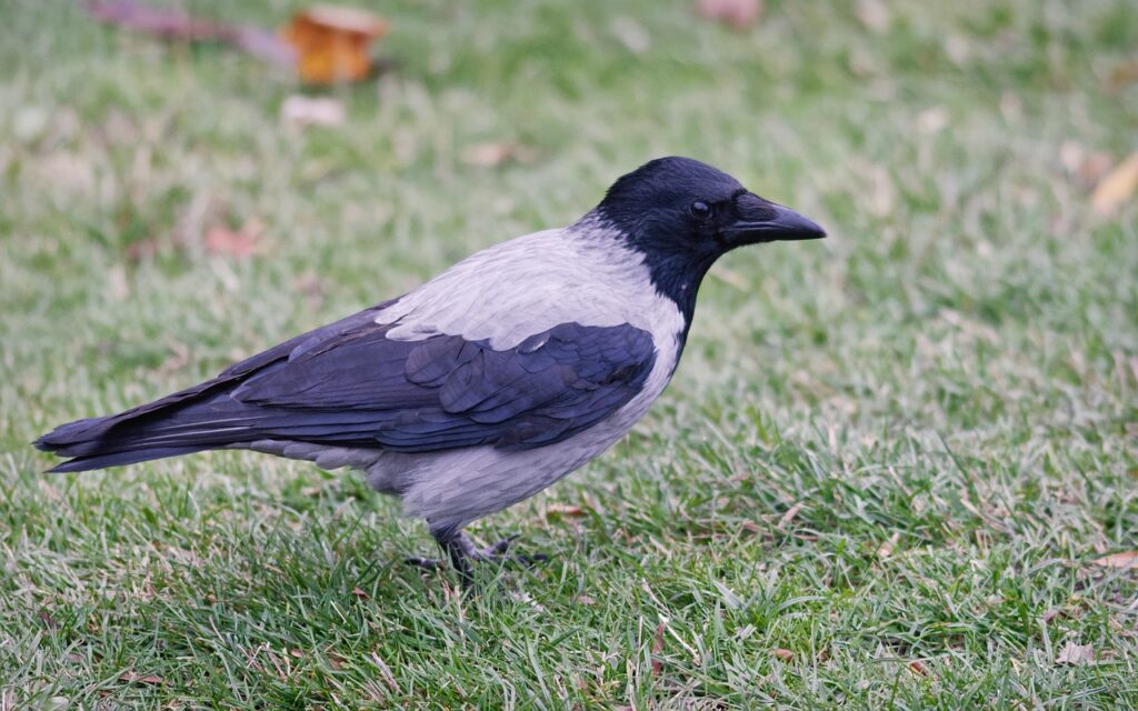 ground nesting birds