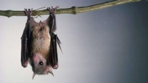 Bats hanging upside down