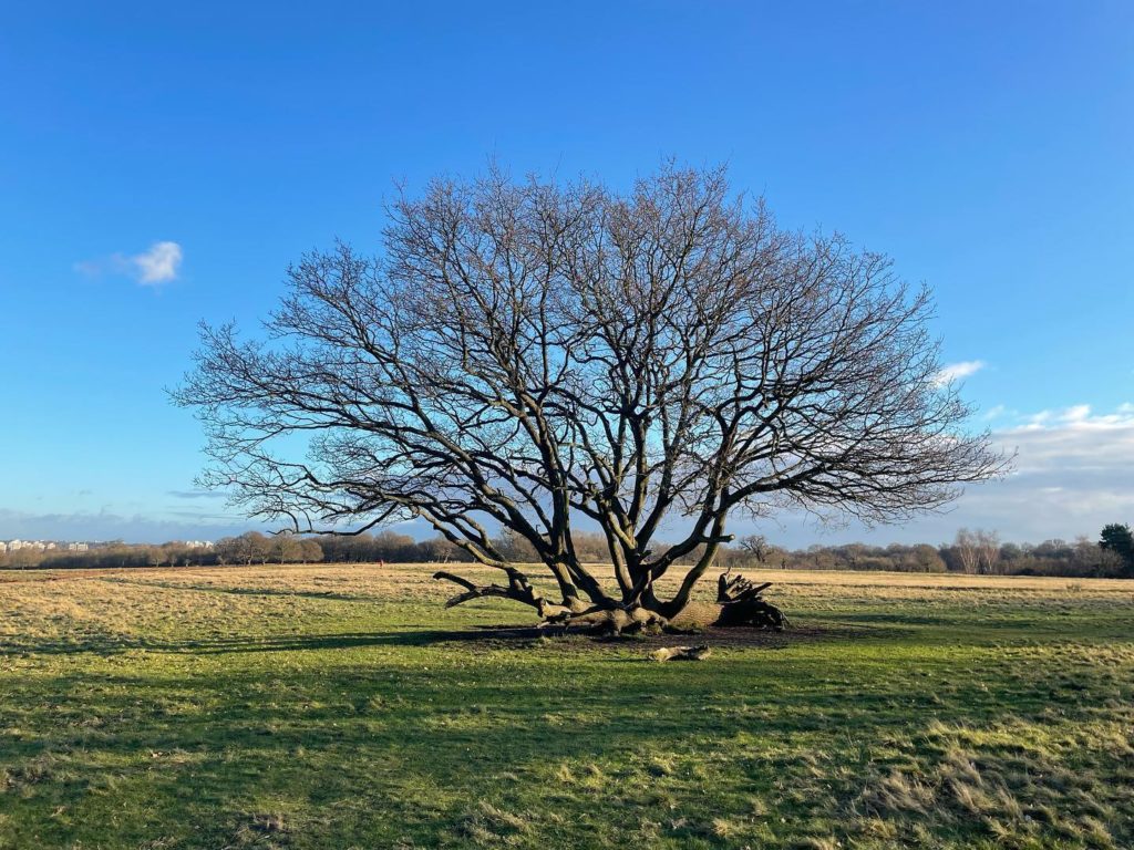 Usmani's clicked picture of a tree