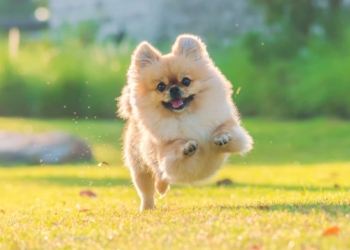 a pomeranian running