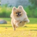 a pomeranian running