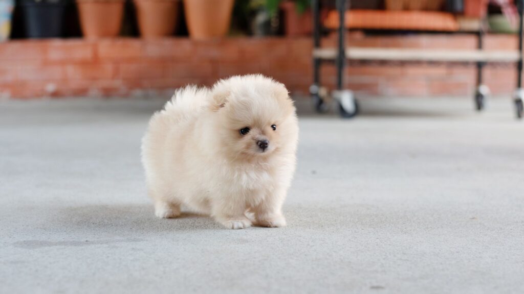 a small white puppy