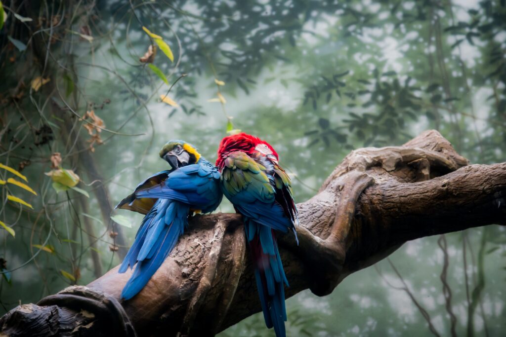 two parrots on a branch