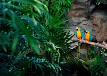 two macaw parrots sitting on a branch