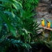 two macaw parrots sitting on a branch