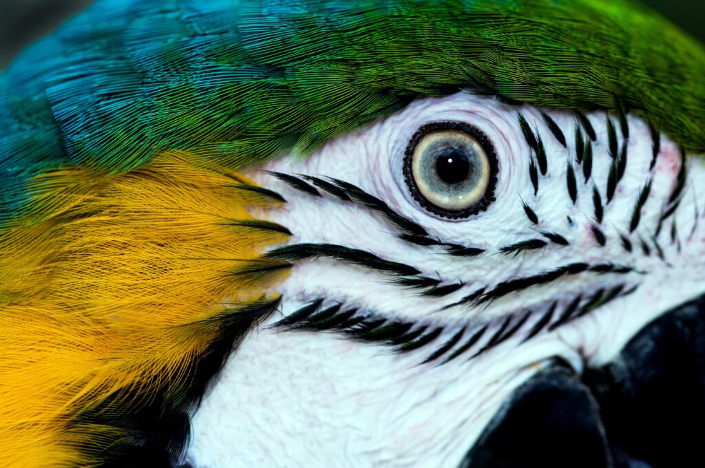 eyes of a macaw parrot