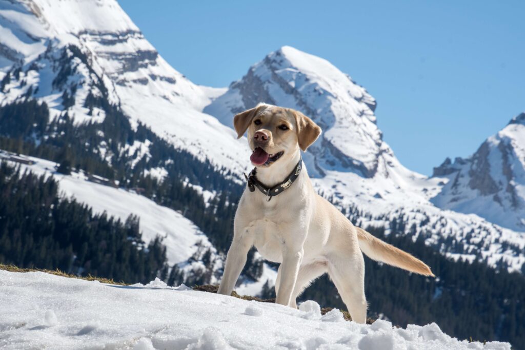 a white dog in mountains