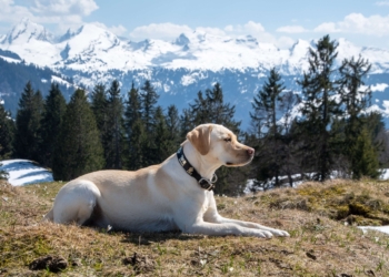 a dog in mountains