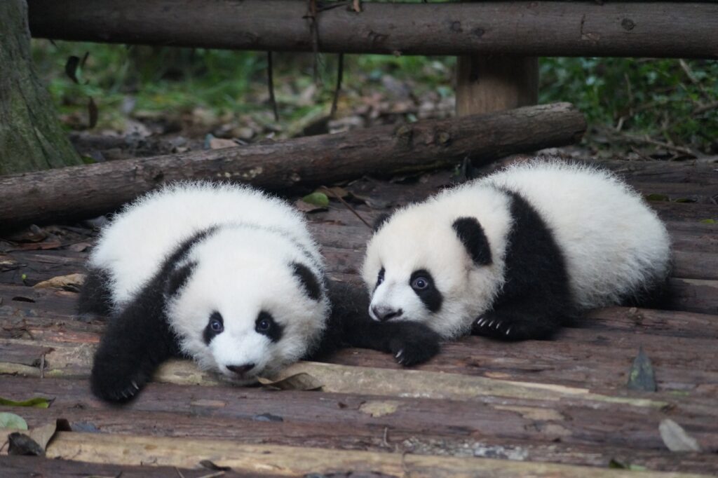 Two baby pandas