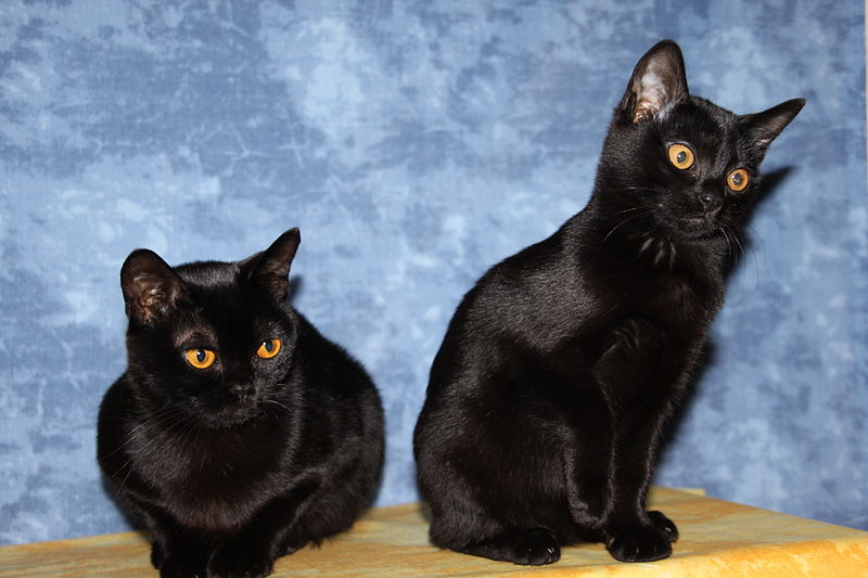 Two Bombay Cats