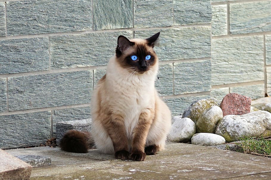 Himalayan cat