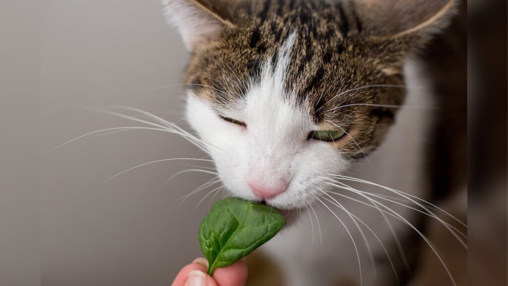 A white cat eating raw spinach leaves.