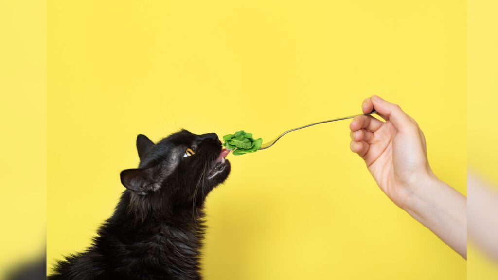 A black cat trying to eat spinach from a spoon.
