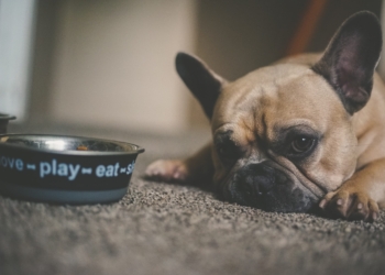 puppy with the pet bowl