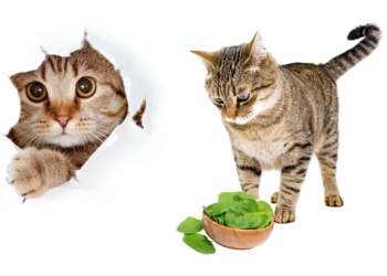 A cat staring at spinach.