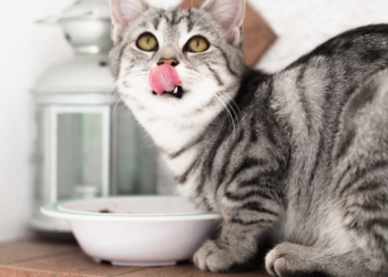 a cat eating