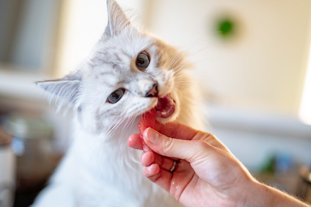a hand feeding a cat