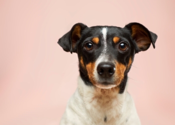 a black and white dog