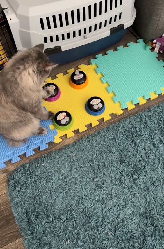 a cat looking at buttons