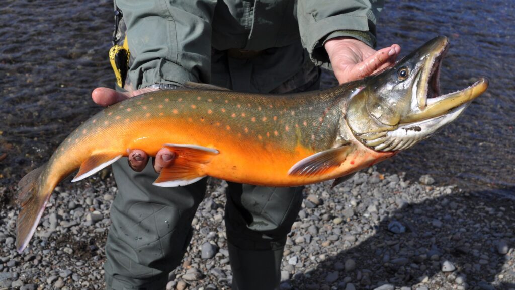 A man holding Arctic trout in his hand.