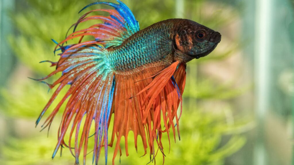 A multicolored Betta Fish type in the aquarium.