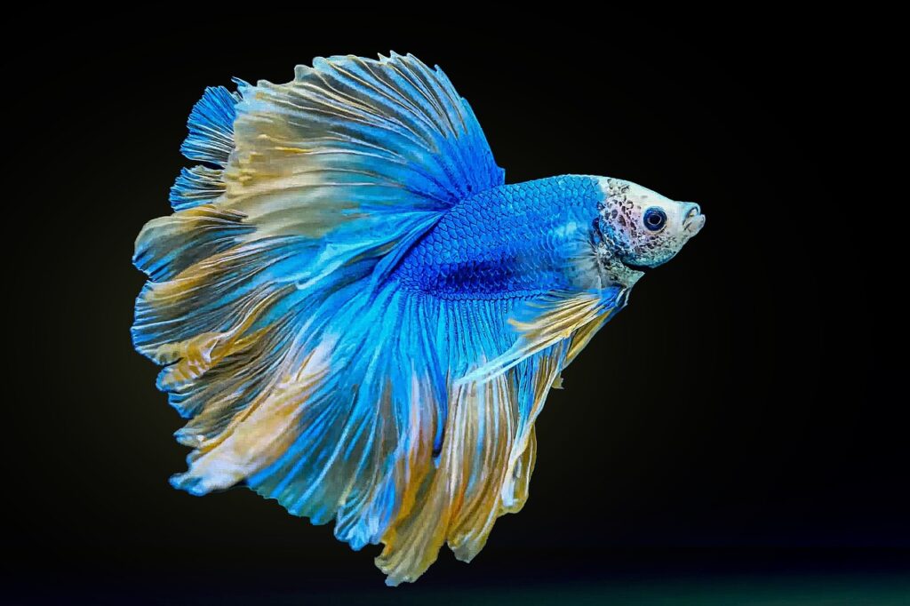 A blue colored Betta Splendens with a black background.