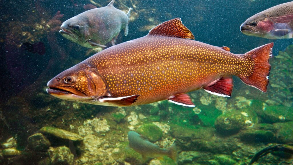 A brownish orange colored brook trout in the sea.