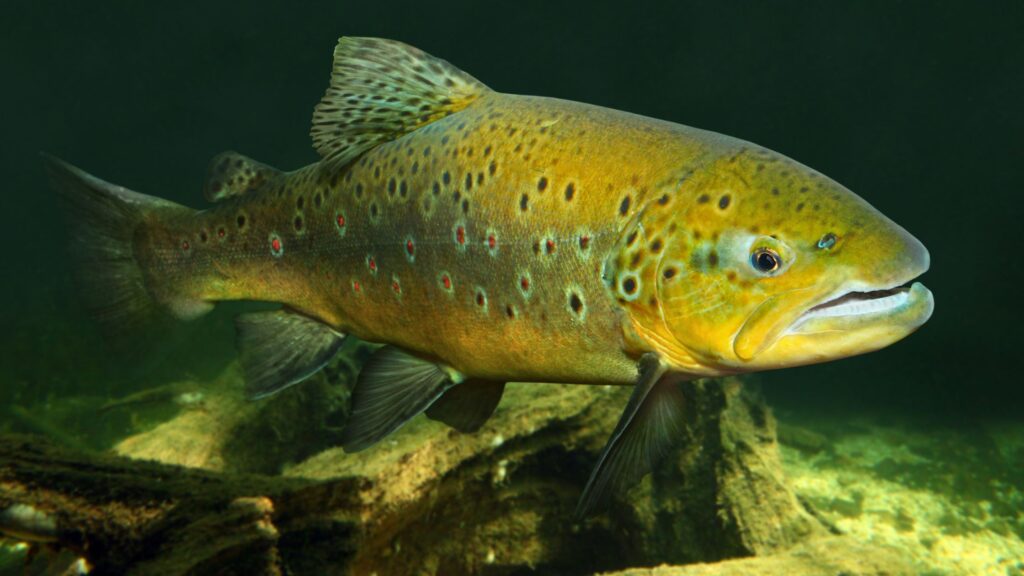 A brown colored with dotted skin fish swimming in water.
