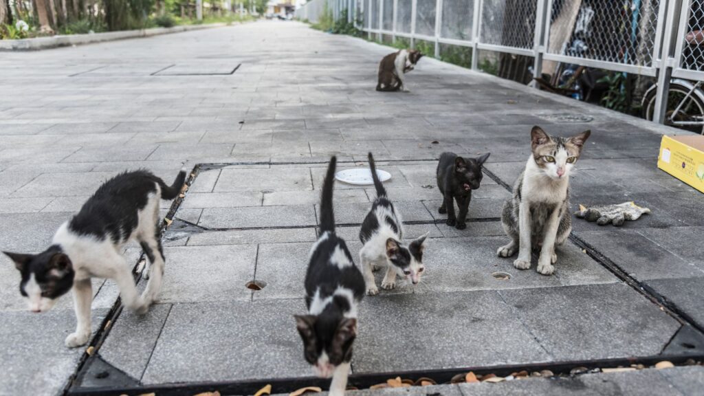 A bunch of cats roaming in a street.
