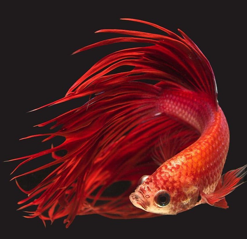 A red Crowntail Betta with a black background.