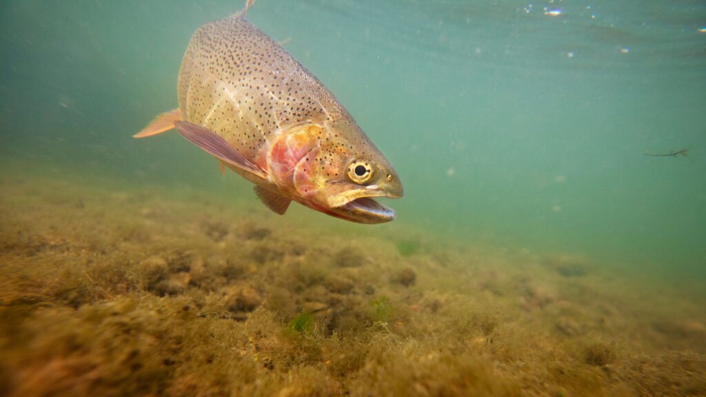 A cutthroat trout in the seawater.