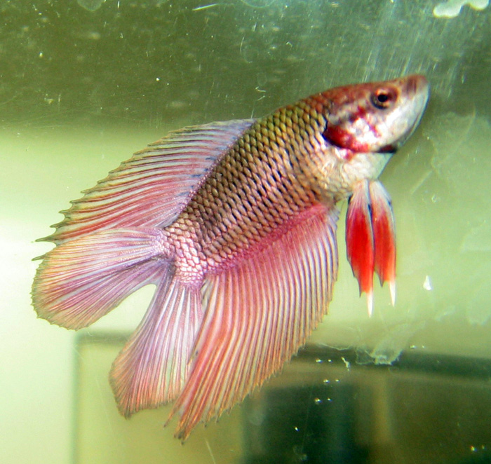 A red colored male double-tail Betta swim in aquarium