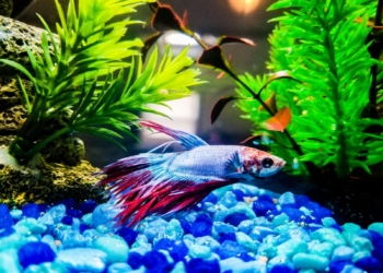 A betta Fish swimming in an aquarium