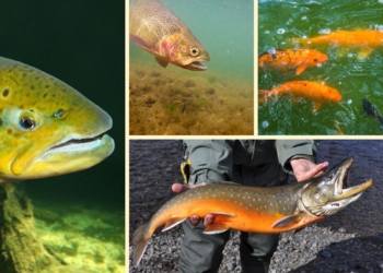 Multiple fishes in frame.