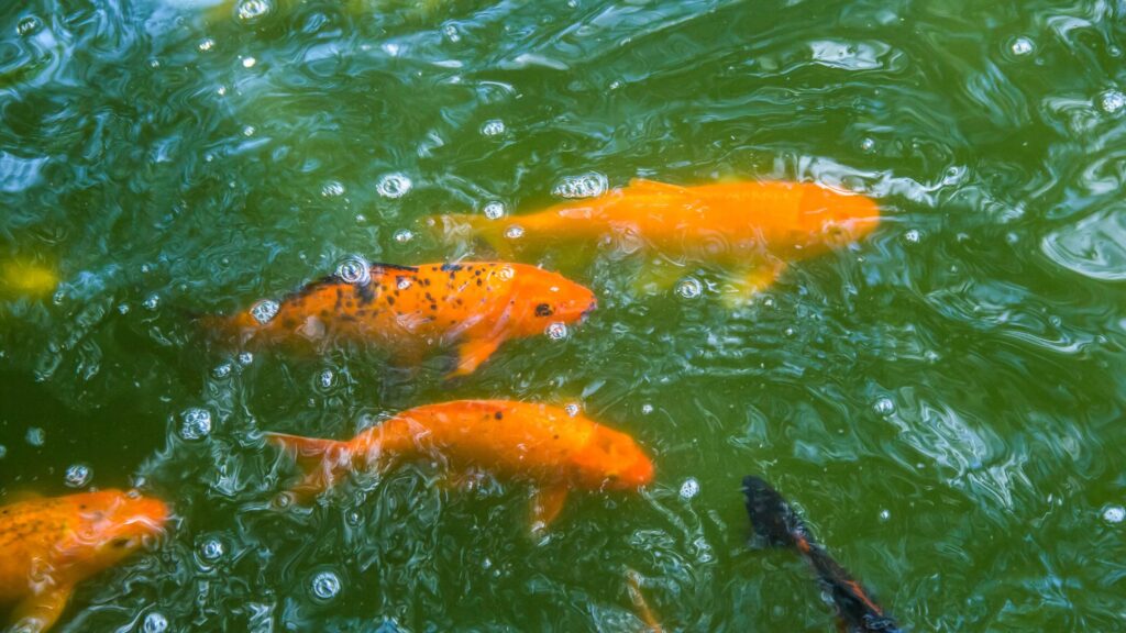 Golden trouts swimming in the lake water. 