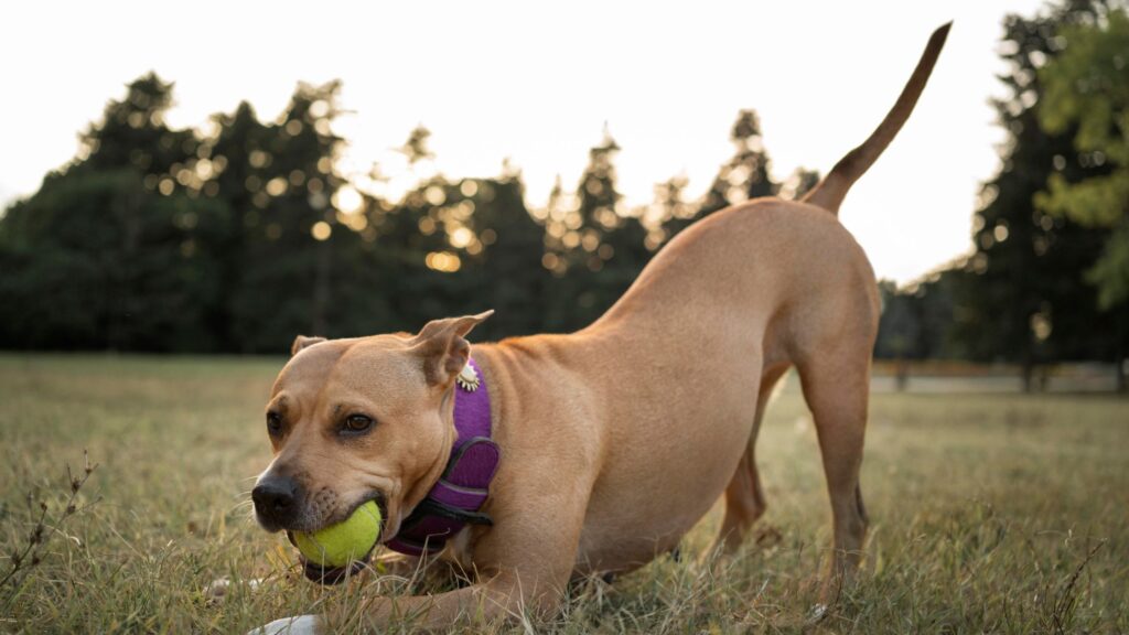 A dog playing with a ball