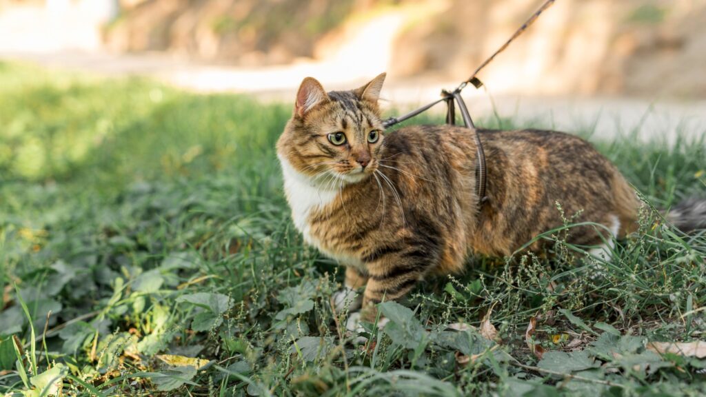 A brown colored cat roaming on the park.