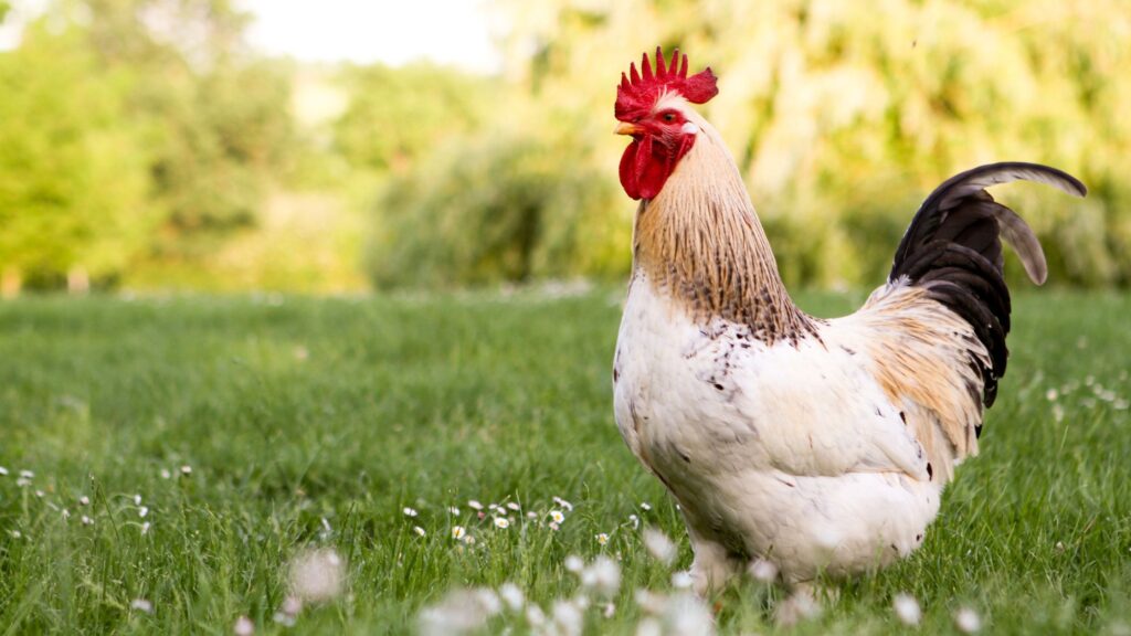 A white colored chicken enjoying freely in a green field.