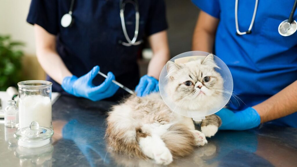 Two medical workers vaccinating a cat.