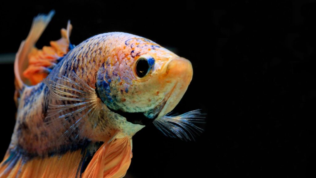 A multicoloredhalfmoon betta fish.
