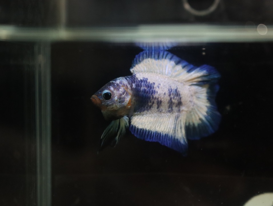 A white Plakat Plakat Betta Betta Double-tail Fish in water.