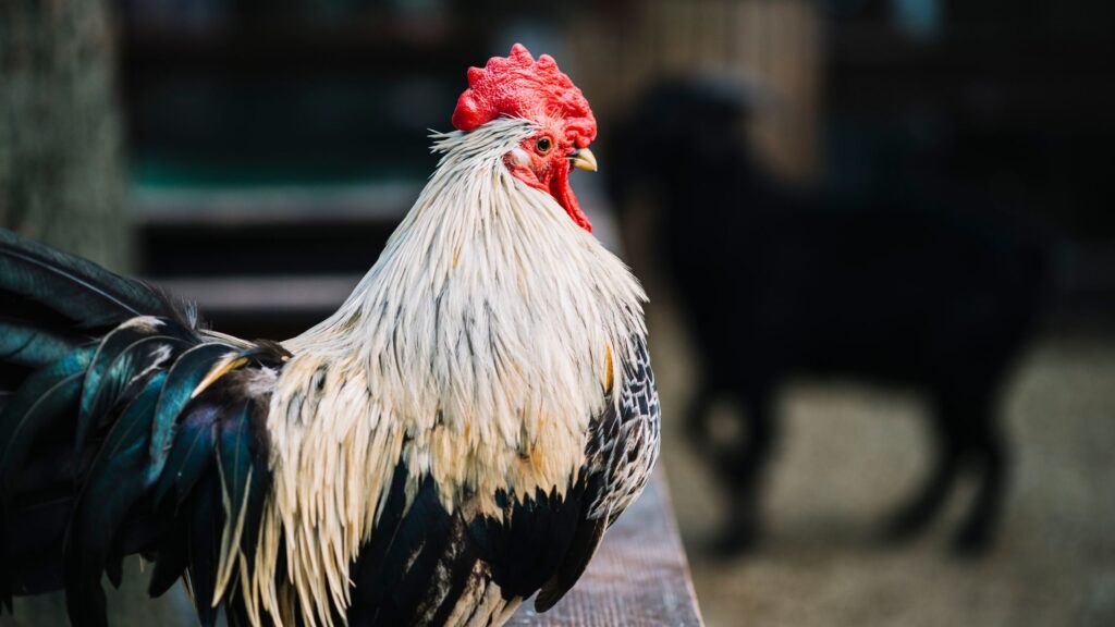 A rooster sitting on a bench and looking in a particular direction in the field.