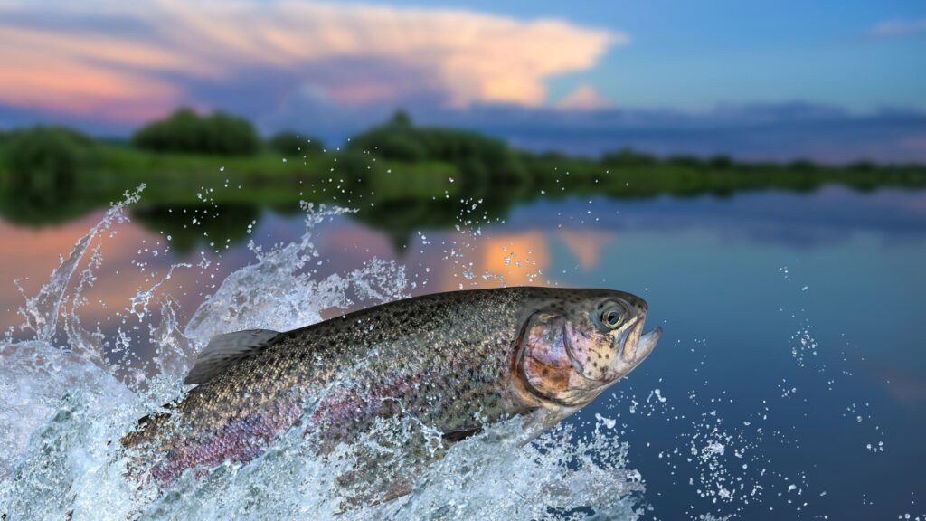 A rainbow trout in the lake.