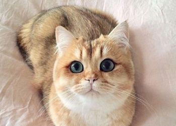 A cat sitting on a comfy bed.